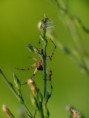 /album/arachnida/alpaida-veniliae-m-2-jpg/